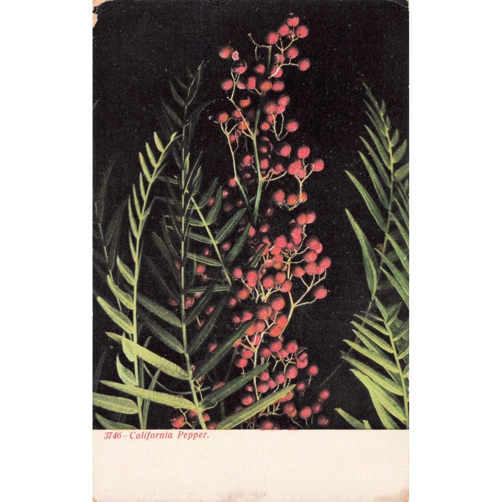 Vintage California Pepper Tree Red Berries Postcard Adolph Selige 3746 Germany - Picture 1 of 2